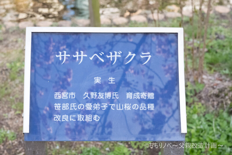 桜守公園（ササベザクラ看板）