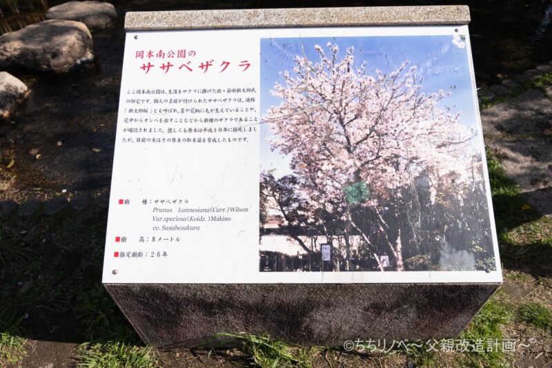 桜守公園（ササベザクラ看板２）
