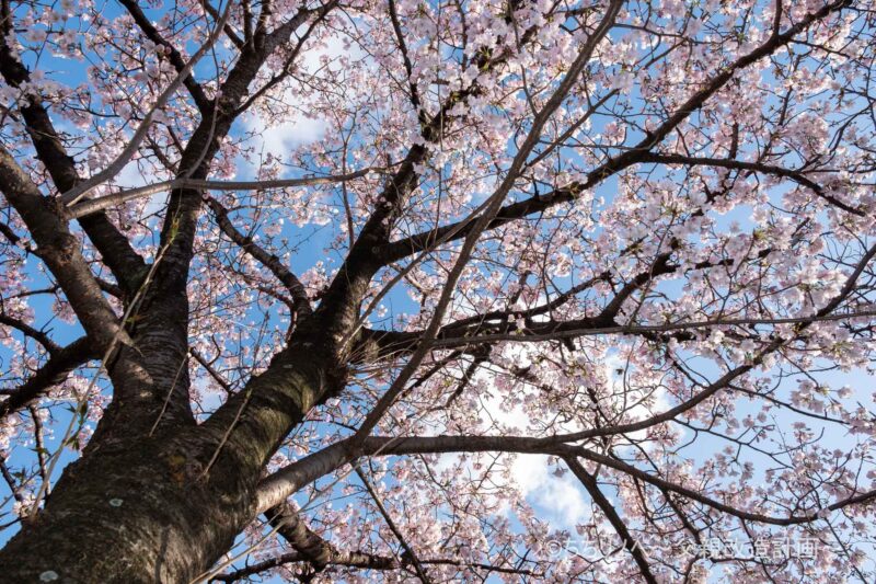 桜を下から見上げた写真