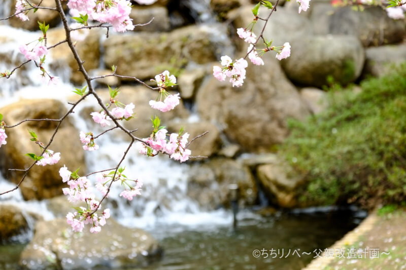 桜と滝の写真