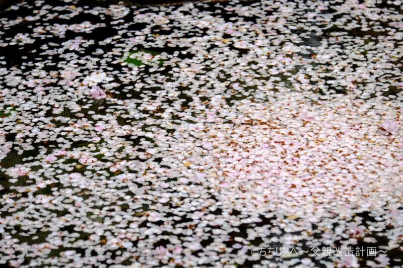 水たまりにたまる桜の写真